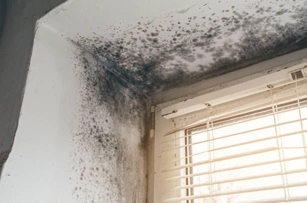 Affordable Mold Removal solutions in Cary, IL